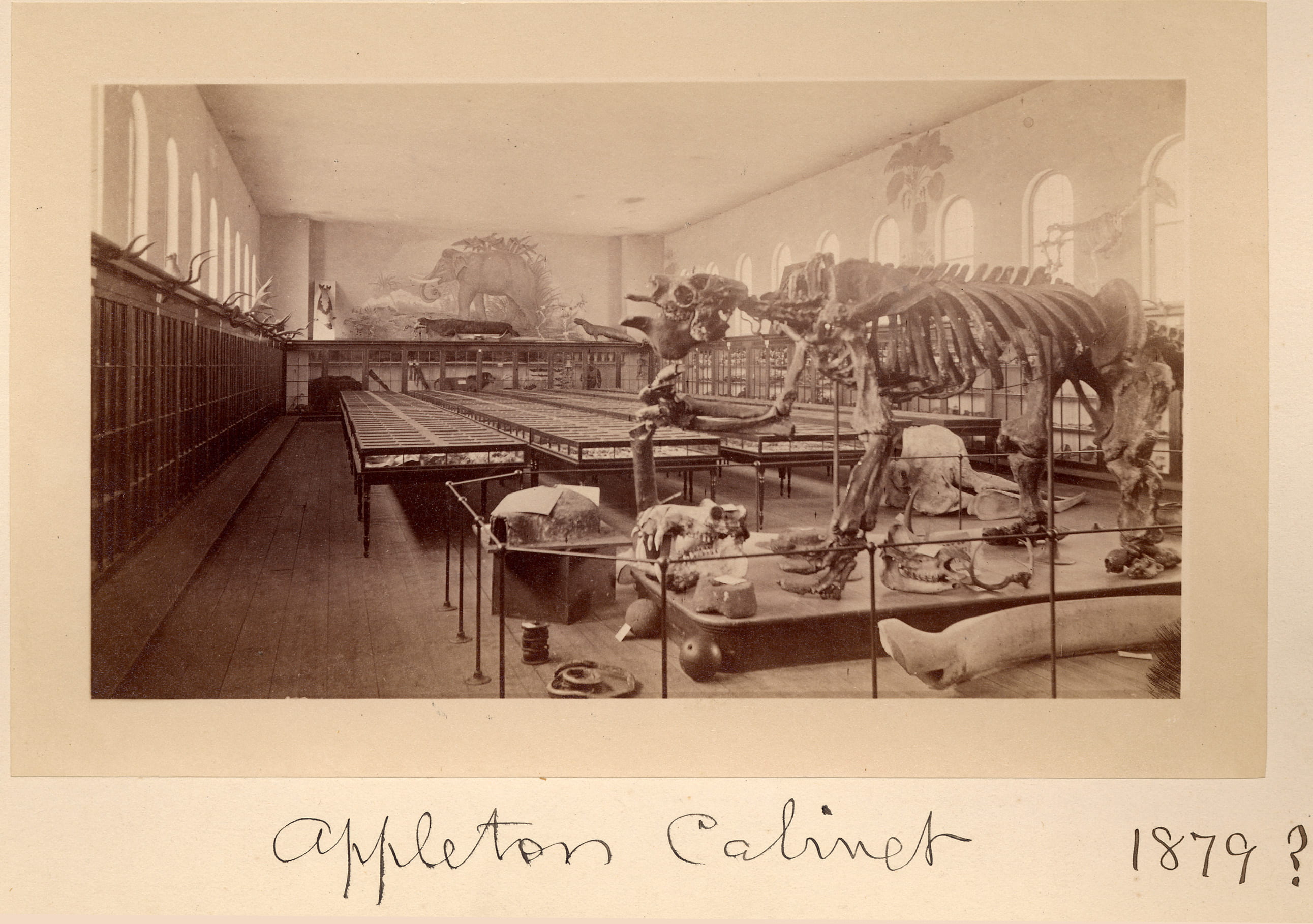 Appleton Cabinet